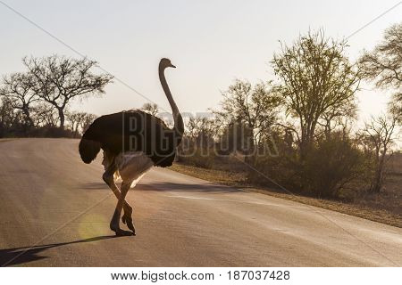 African ostrich in Kruger national park, South Africa  ; Specie Struthio camelus family of Struthionidae