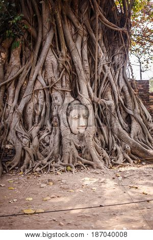 Buddha Head Tree Wat Maha That trapped in Bodhi Tree roots. Ayutthaya historical park