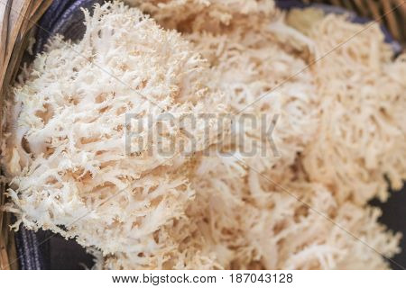 tooth coral Hericium coralloides mushrooms in a basket