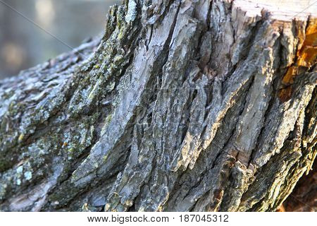 up close tree trunk bark with brown highlights