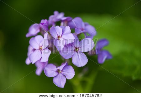 Macro photograph of wild purple phlox with green background