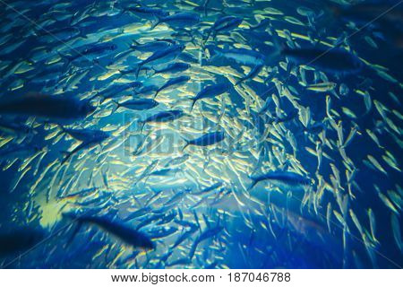 Shoal of red yellow tropical fishes in blue water colorful clear underwater world copyspace for text background wallpaper