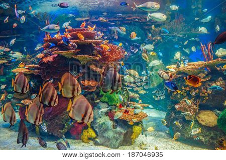 Shoal group of many red yellow tropical fishes in blue water with coral reef colorful underwater world copyspace for text background wallpaper