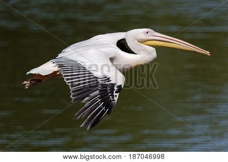 A white pelican flies over dark waters