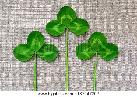 Green Leaves Of Clover On The Background Of Linen Cloth.