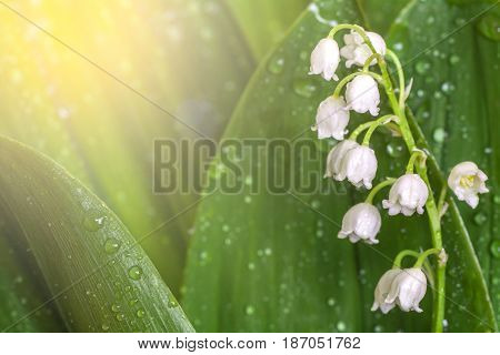 Lily of the Valley close up. May-lily leaves with dew drops. Sun rays on spring flowers.