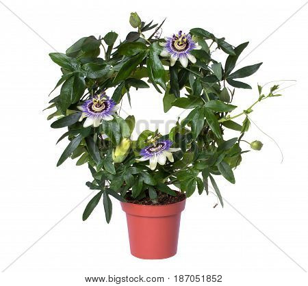 Flowering passiflora passionflower in a pot isolated on white background