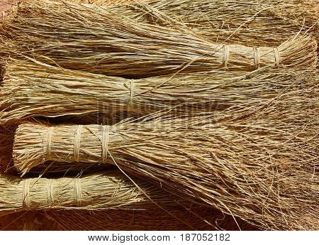 Esparto halfah grass used for crafts as cords basketry and espadrilles