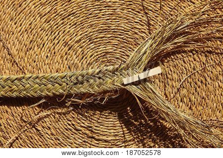 Esparto halfah grass used for crafts as cords basketry and espadrilles
