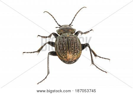 Beetle (carabus Ullrichii) On A White Background
