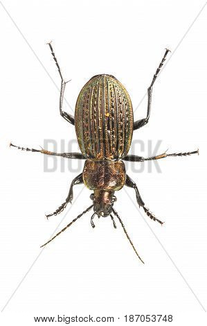 Beetle (carabus Ullrichii) On A White Background