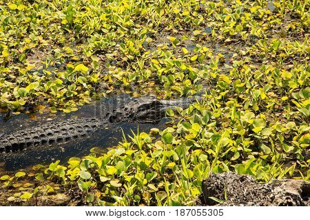Alligator is floating through a lily pond in search for food at Donnelly Plantation a Nature Preserve in South Carolina.