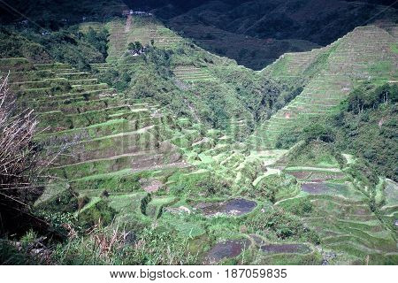 Rice is cultivated in the ancient rice terraces, carved into the mountains, near the city of Banaue, Ifugao Province, in the Philippines.