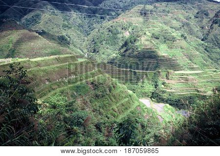 Rice is cultivated in the ancient rice terraces, carved into the mountains, near the city of Banaue, Ifugao Province, in the Philippines.