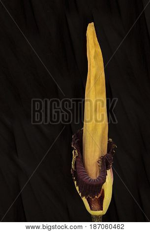 Once Every Ten Years The Corpse Flower, Amorphophallus Titanum, Blooms For Only 24 To 48 Hours