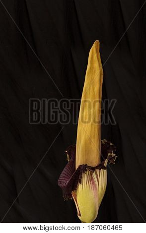 Once Every Ten Years The Corpse Flower, Amorphophallus Titanum, Blooms For Only 24 To 48 Hours