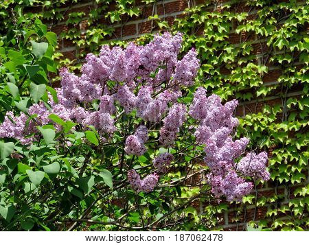 Lilac flowers in Thornhill Canada May 18 2017
