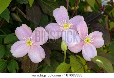 Big pink flowers of Clematis montana in botanical garden. Blooming of Clematis montana.