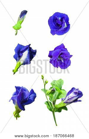 Butterfly pea, Asian Pigeonwings, Clitoria ternatea
,tropical vine, bluebellvine, blue pea, Fabaceae family, blue tea, cordofan pea, Darwin pea, natural fertilizer