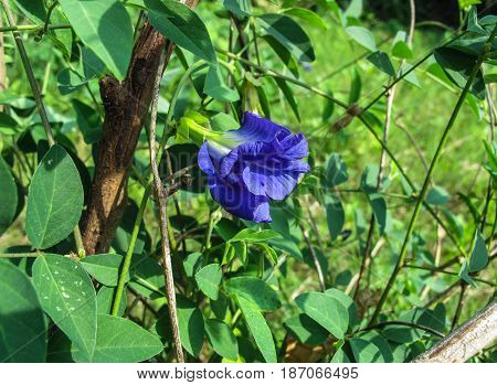 Butterfly pea, Asian Pigeonwings, Clitoria ternatea
,tropical vine, bluebellvine, blue pea, Fabaceae family, blue tea, cordofan pea, Darwin pea, natural fertilizer