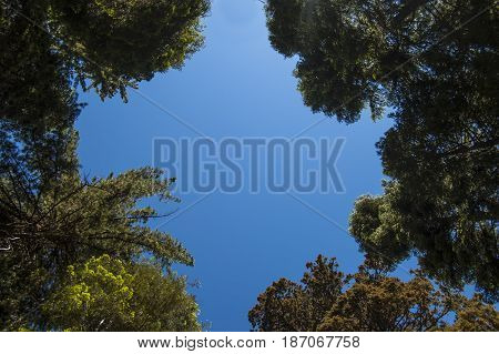 View of the sky through the trees from below