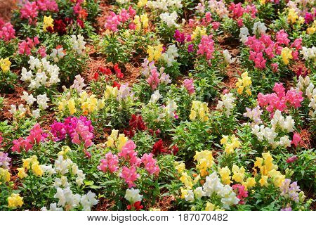 Amazing Colorful Snapdragon Flowers (antirrhinum) In Garden