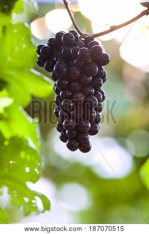 Vineyards at sunset in autumn harvest. Ripe grapes in fall Ripe grapes growing at wine fields. Natural grapevine