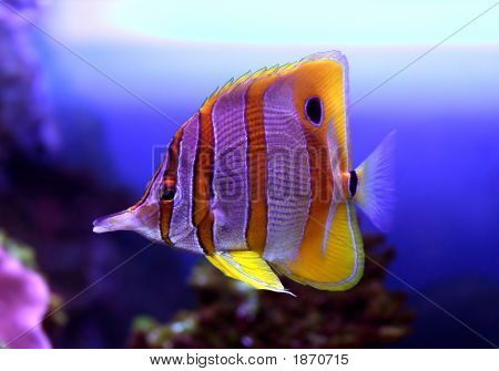 Sixspine Butterflyfish