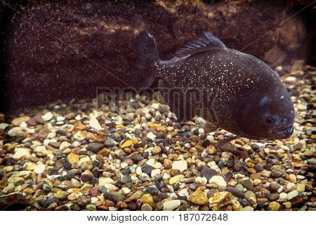 Red Piranha Swimming Underwater