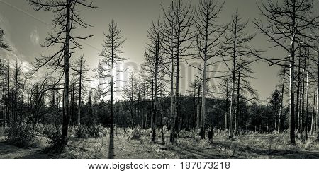 Mount Laguna is located in southern California County of San Diego. A fire went through this area and you can still tell from the trees.