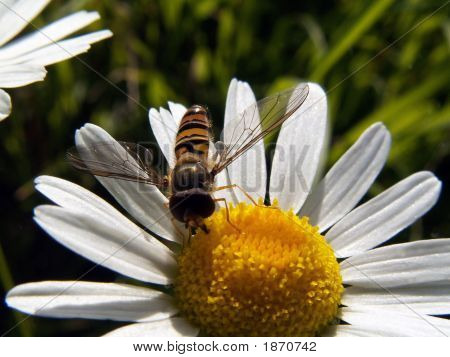 Ape su fiore