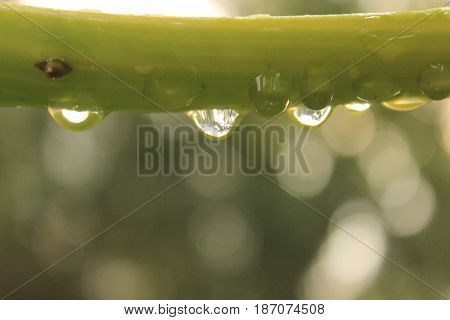Green leaf with water drops, macro, nature background