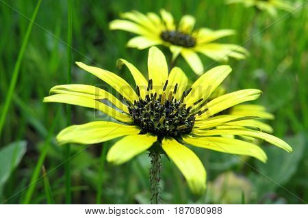 Arctotheca calendula plant flower weed Capeweed, plain treasureflower, cape dandelion, cape marigold