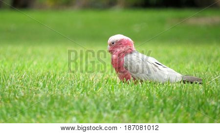 Pink and white Galah bird grazing on Australian bushland grass