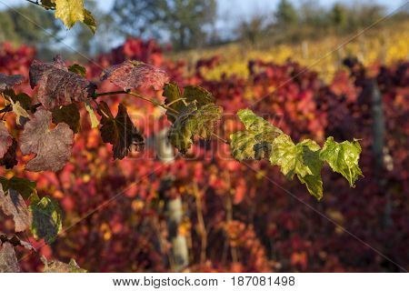 red shoot grape leaves with a background of red and yellow grapes