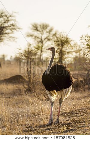 Ostrichin Kruger national park, South Africa ; Specie Struthio camelus family of Struthionidae