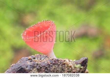 Cookeina on fallen branch in tropical forest in Saraburi province Thailand