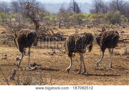 Ostrich in Kruger national park, South Africa ; Specie Struthio camelus family of Struthionidae
