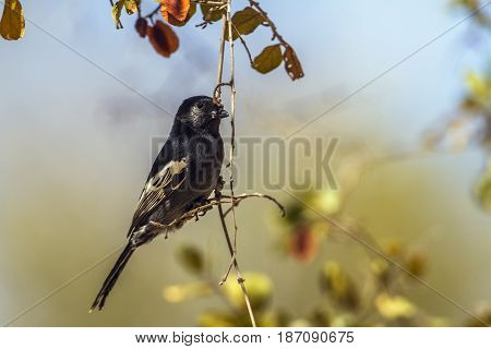 African black tit in Kruger national park, South Africa ; Specie Melaniparus niger family of Paridae