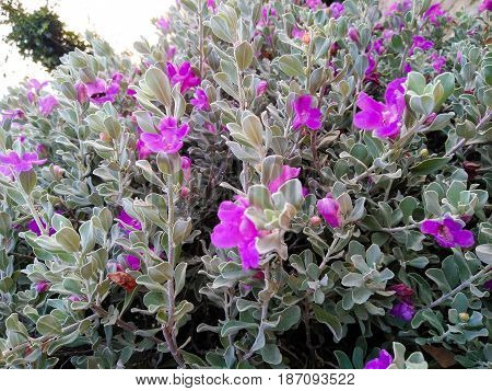 Leucophyllum Frutescens