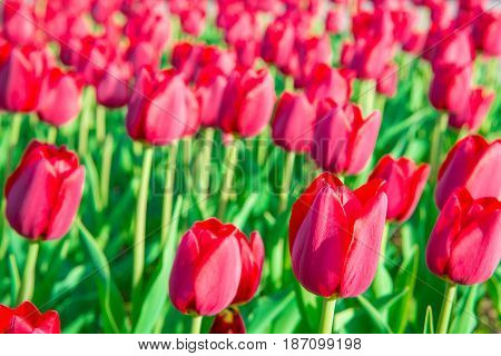 Beautiful tulips in the big spring garden