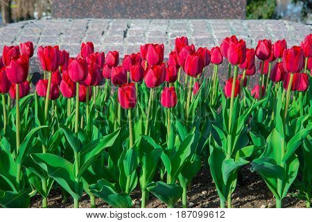 Beautiful tulips in the big spring garden