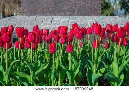 Beautiful tulips in the big spring garden