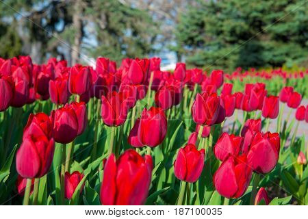 Beautiful tulips in the big spring garden