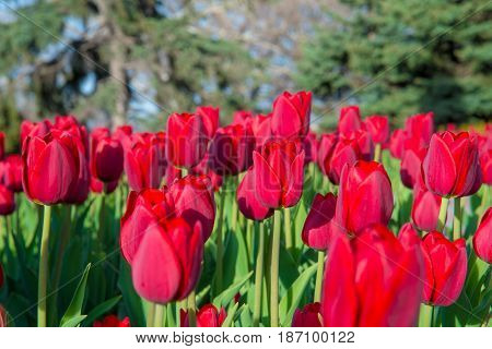 Beautiful tulips in the big spring garden