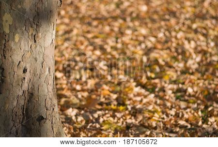 Autmn background color image texture background, color