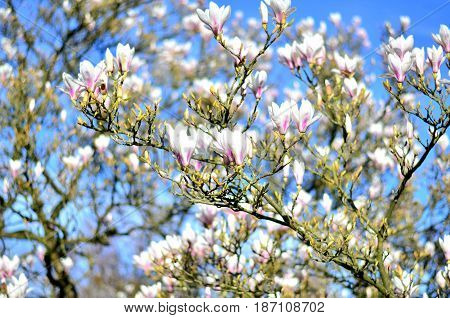 Magnolia tree flowers center focused sky background