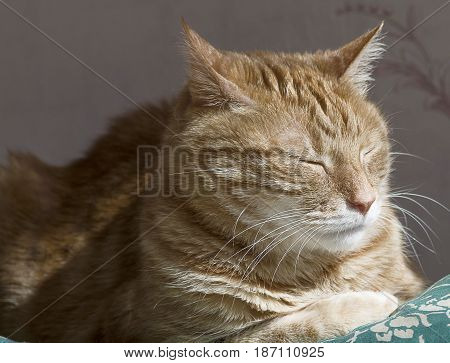 Red cat napping in the sun close up