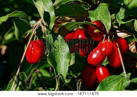 Large red berries among green leaves on a sunny day