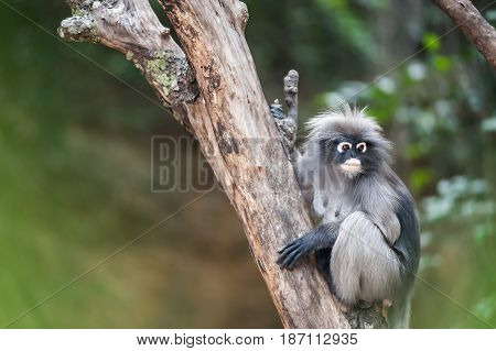 Dusky leaf monkey Spectacled Langur in Thailand